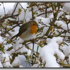 Der Winter kehrt zurück