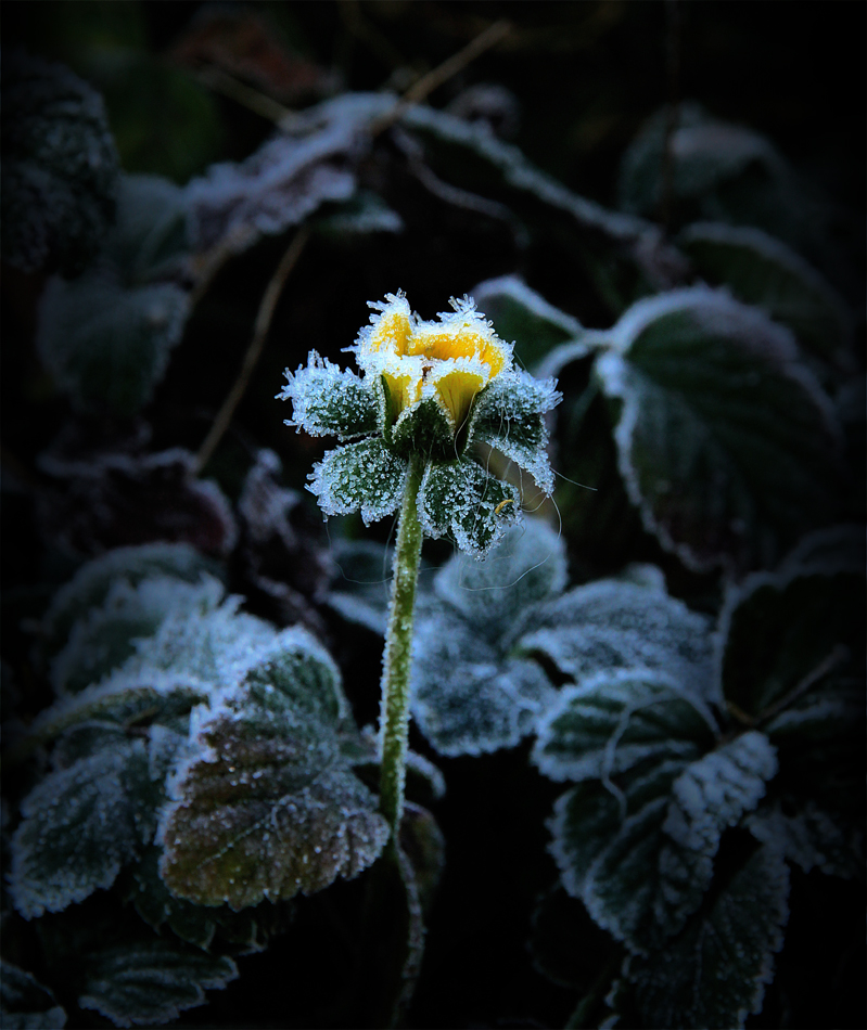 Der Winter klopft an die Tür