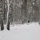 Der Winter klopfte an das Fensterchen und im Wald rief...