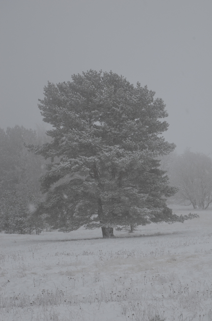 Der Winter kommt 1