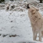 Der Winter kommt