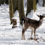 Der Winter kommt!