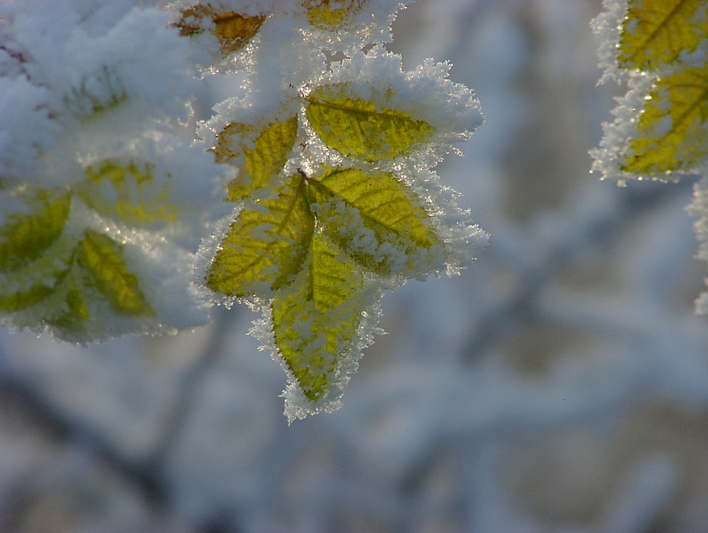 der winter kommt