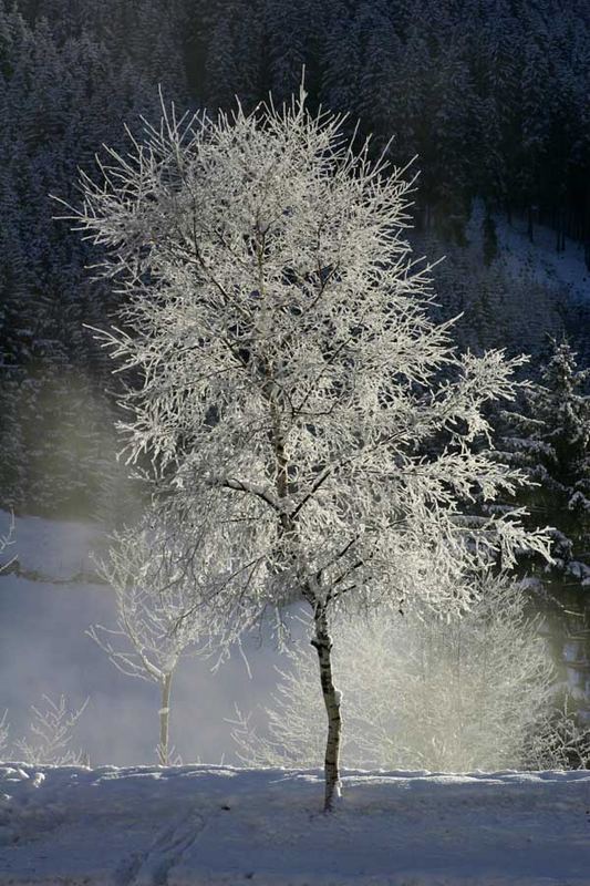 Der Winter kommt bestimmt 2