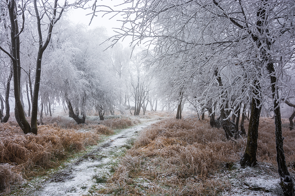 Der Winter kommt bestimmt.