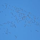 Der Winter kommt die Vögel ziehen