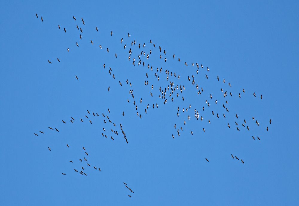 Der Winter kommt die Vögel ziehen