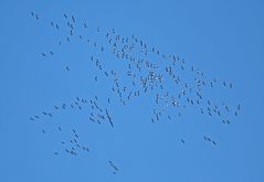 Der Winter kommt die Vögel ziehen