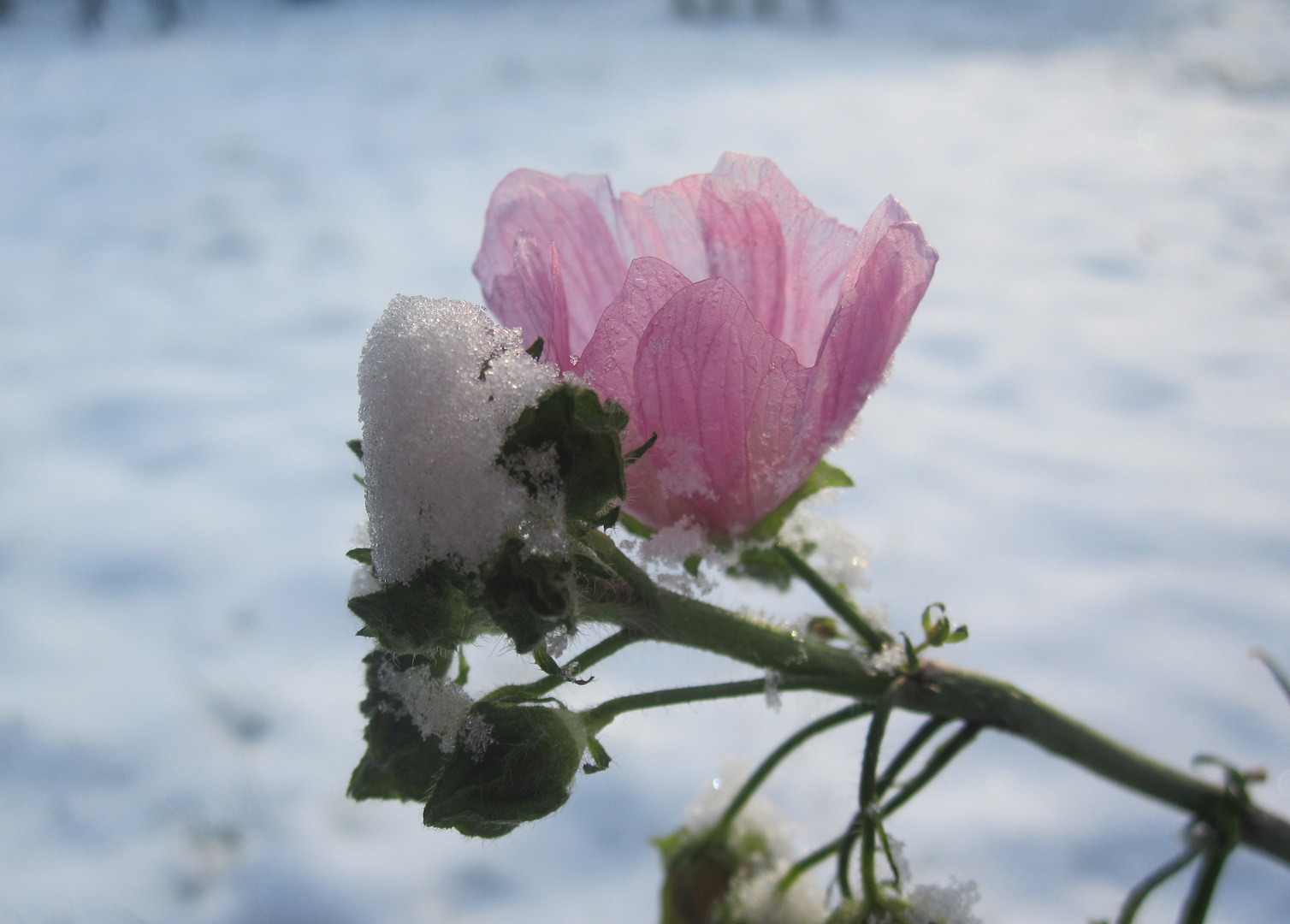 Der Winter kommt früh ;)