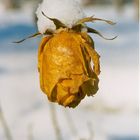 Der Winter kommt schneller, als man denkt!