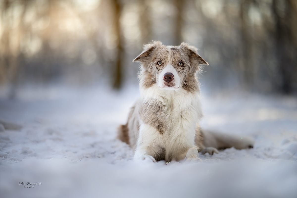 ...der Winter kommt zurück...