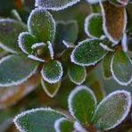 Der Winter kommt zurück ...