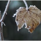 Der Winter lässt grüßen