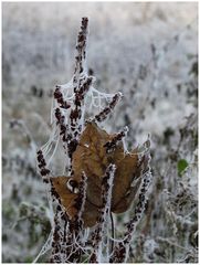 Der Winter lässt grüßen (2)