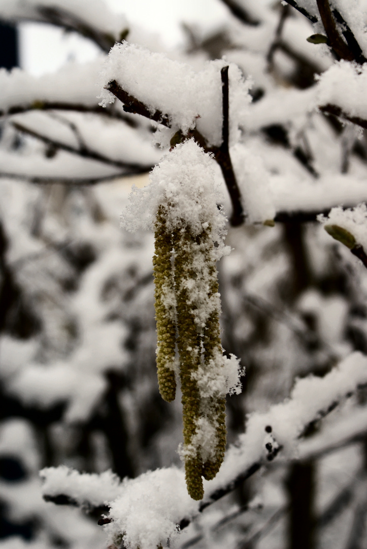 Der Winter läßt sich noch nicht vertreiben - leider