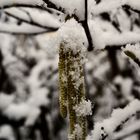 Der Winter läßt sich noch nicht vertreiben - leider