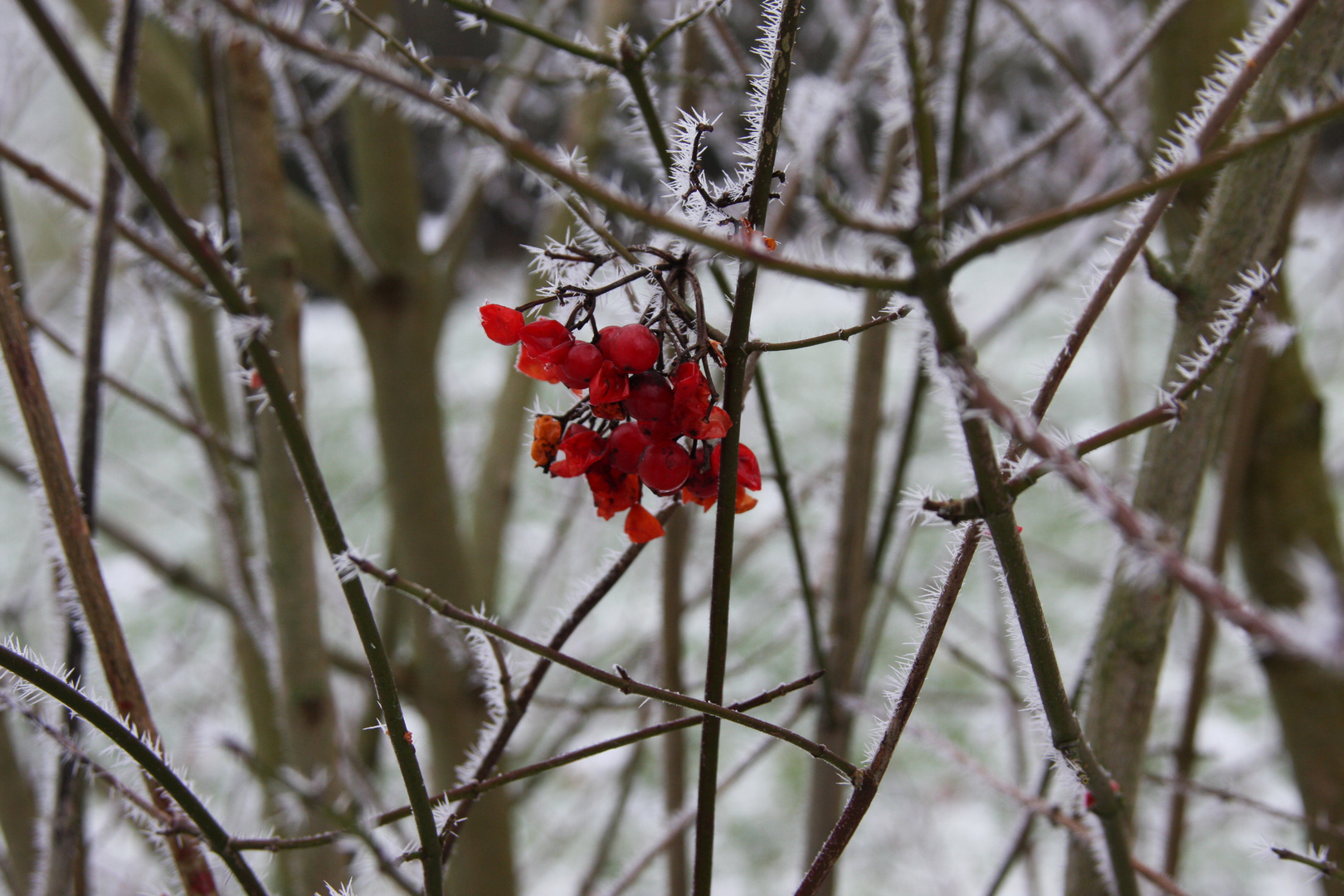 Der Winter mit den Pflanzen