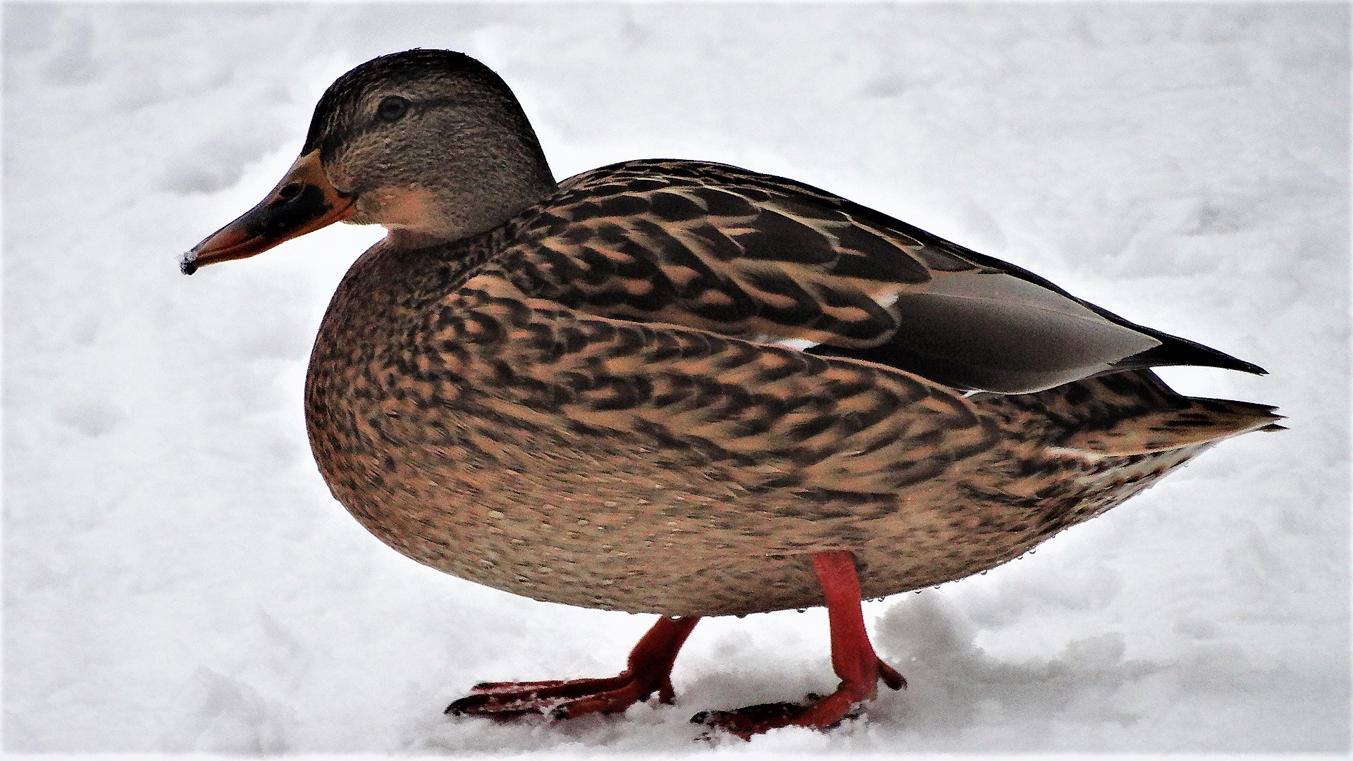 Der Winter mit Schnee und Eis macht mir nichts aus 