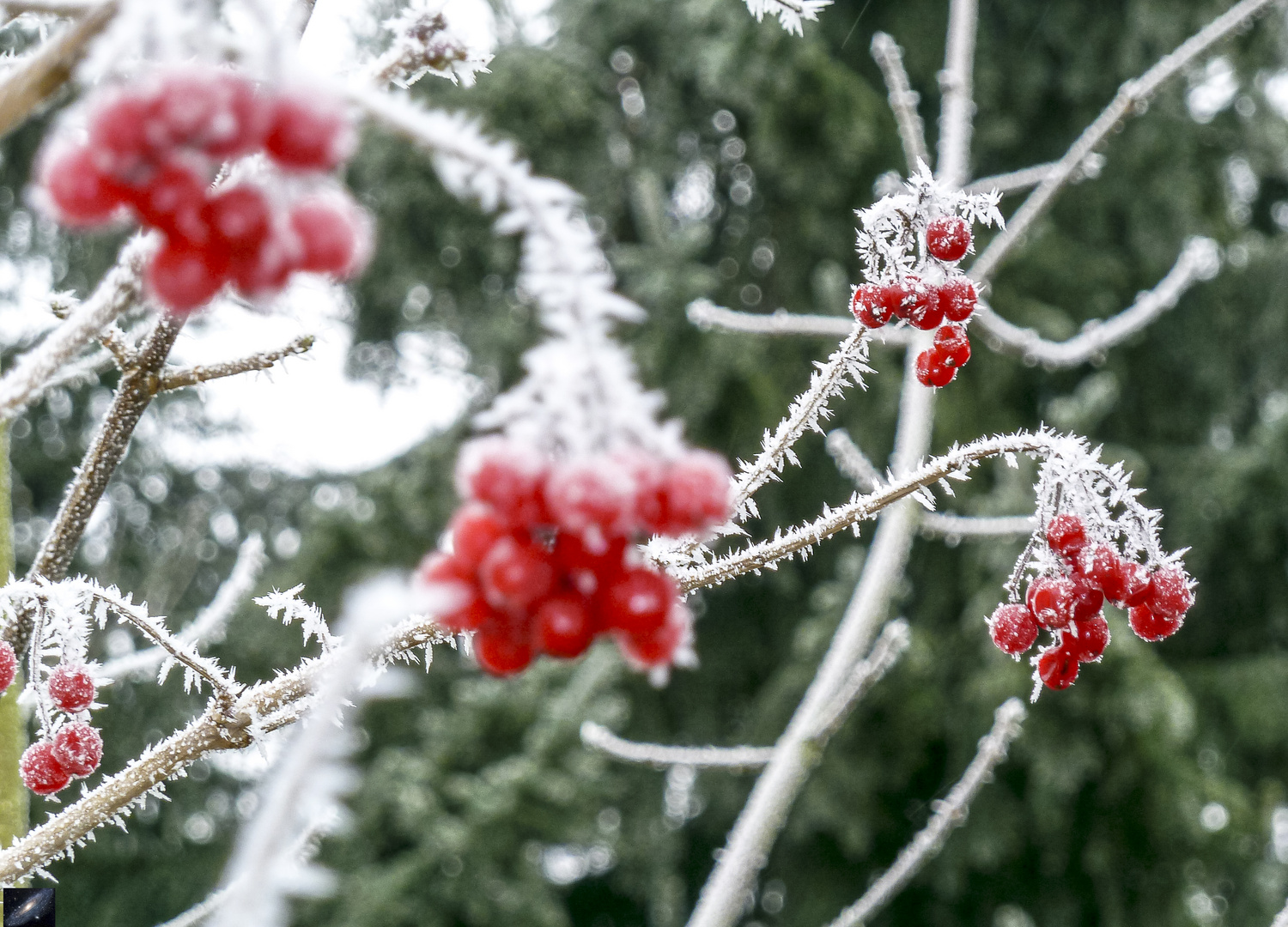 " Der Winter naht "   1