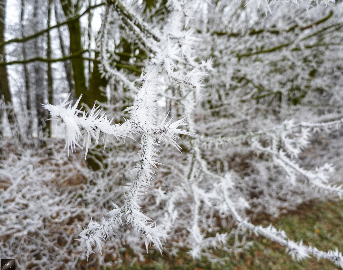 " Der Winter naht "  2