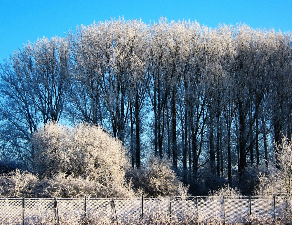 Der Winter steht am Zaun !