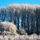 Der Winter steht am Zaun !