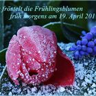 Der Winter überrascht uns auch Mitte April noch einmal seinen kalten Temperaturen am frühen Morgen