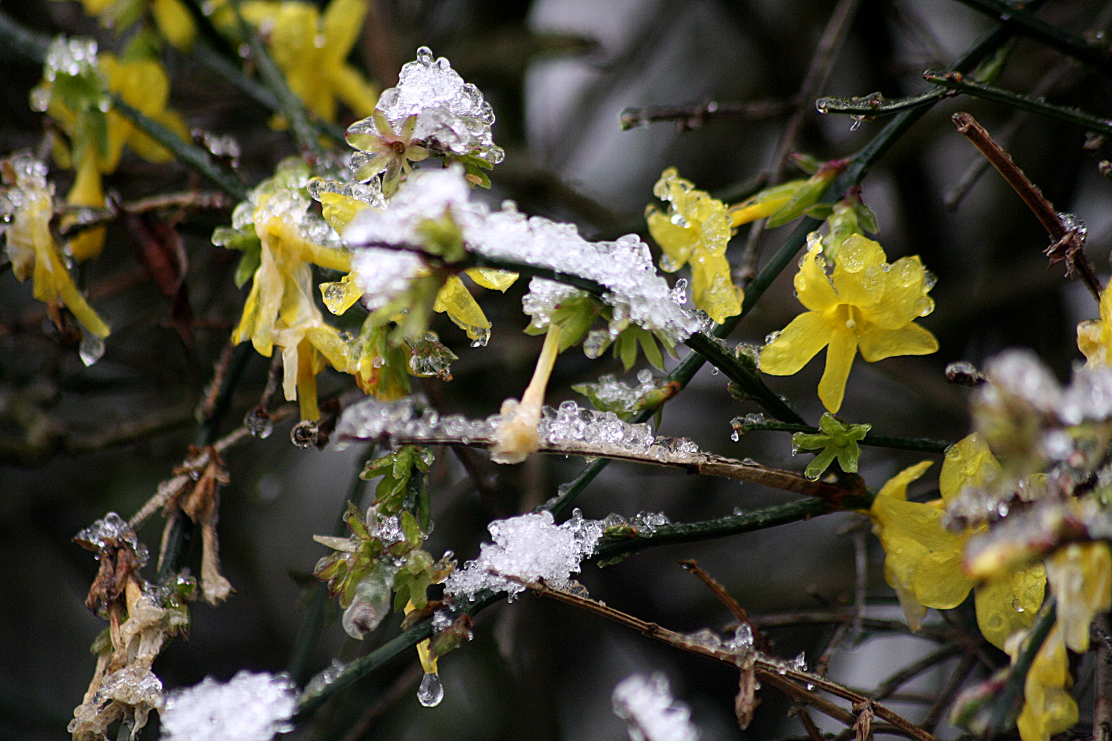 Der Winter verjagt den Frühling