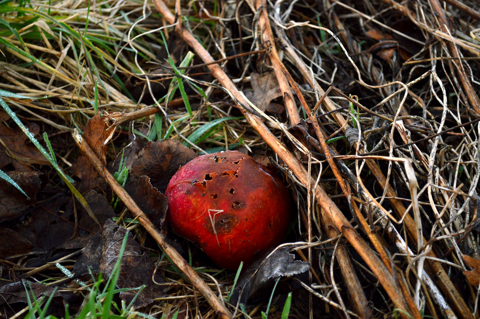 Der Winter verkleidet als Herbst.