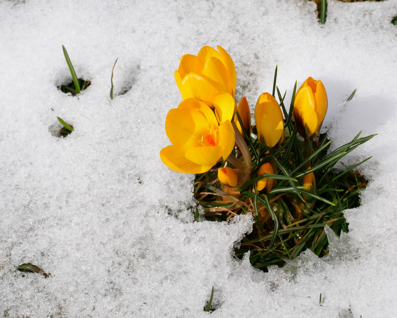 Der Winter versucht es noch einmal ...