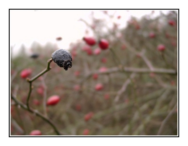 Der Winter von seiner brutalen Art