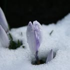 Der Winter will nicht weichen aber der Frühling setzt sich durch