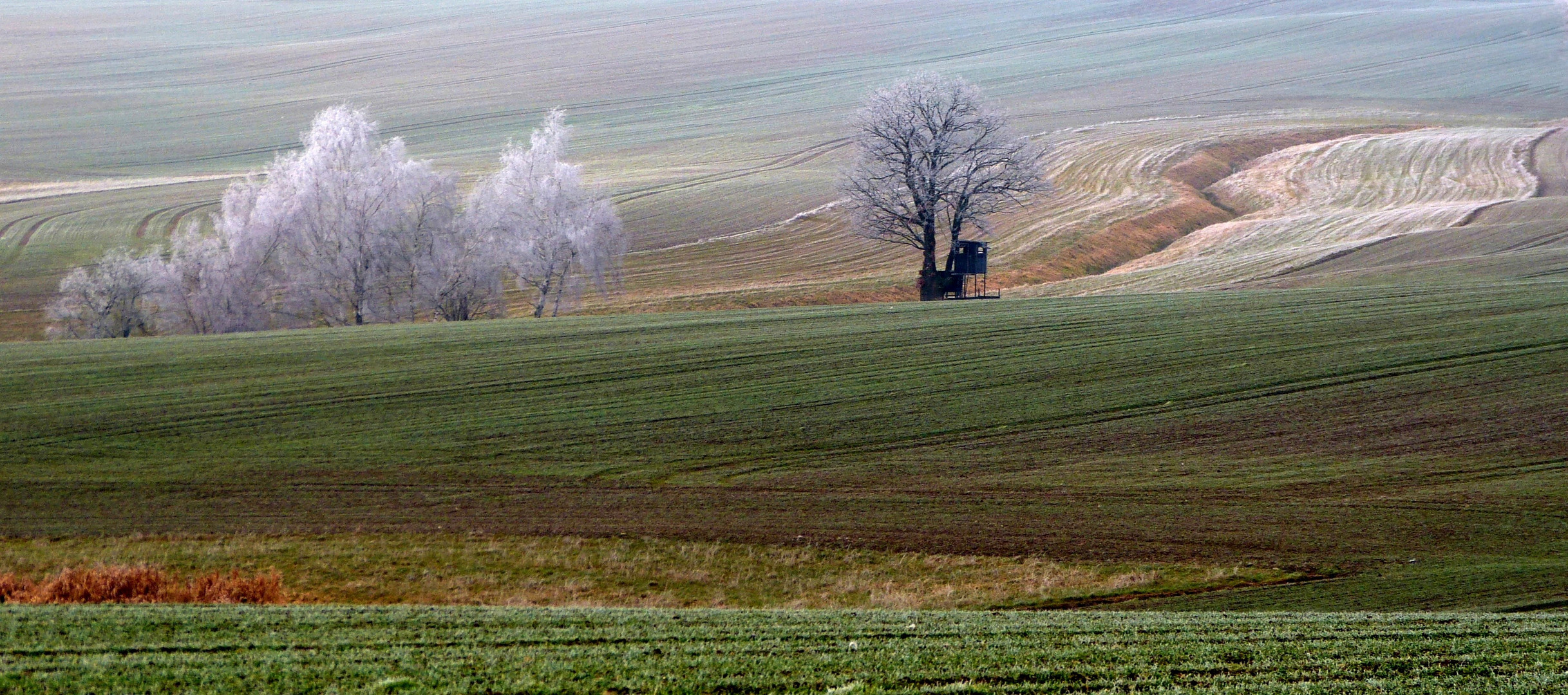 Der Winter wird reif