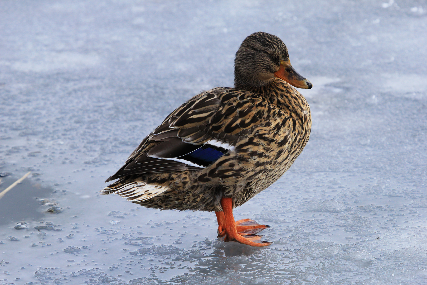 Der Winter zieht ein