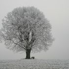 Der Winter zieht ein, kalt und grau