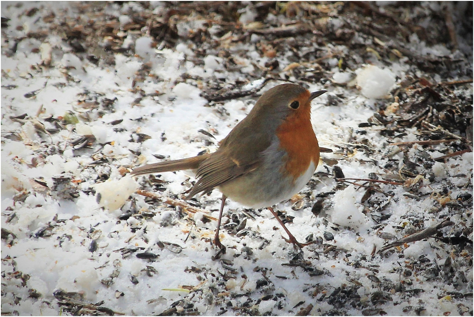 Der Winter zieht sich...