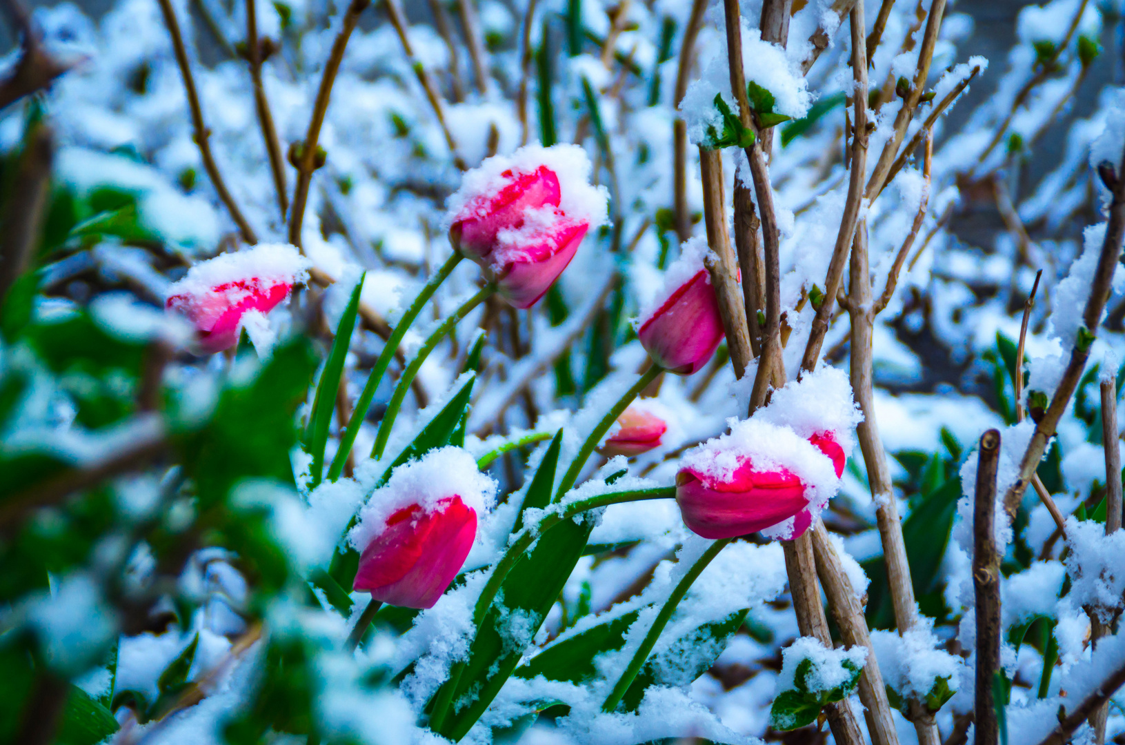 Der Winter zu besuch bei den Tulpen