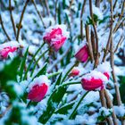 Der Winter zu besuch bei den Tulpen