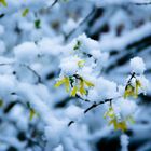 Der Winter zu Besuch beim Frühling