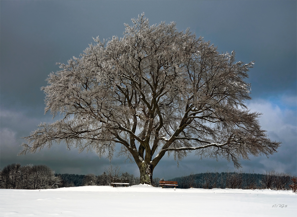 der winterbaum