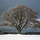 der winterbaum