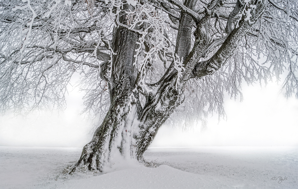 der winterbaum