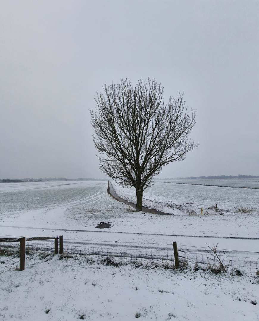 Der Winterbaum