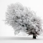 der winterbaum