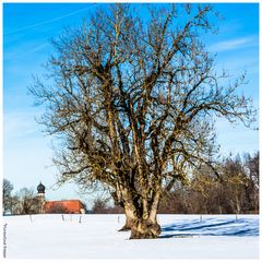 der Winterbaum