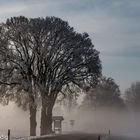 Der Winterbaum