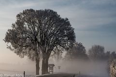 Der Winterbaum