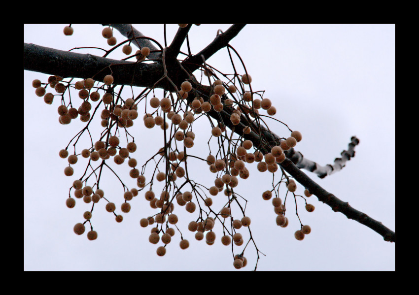 der Winterbaum