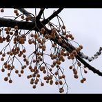 der Winterbaum