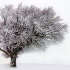 der winterbaum 